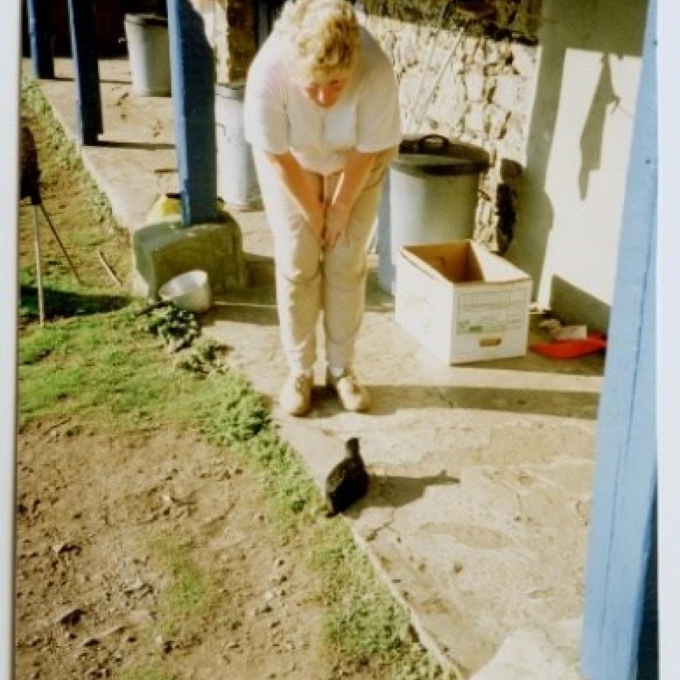 Volunteer Jane Hodges with Manx Shearwater, September 1990.