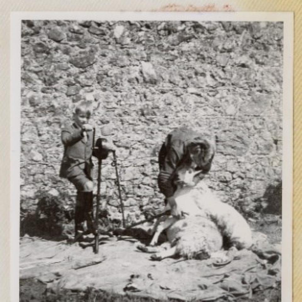 sheep shearing